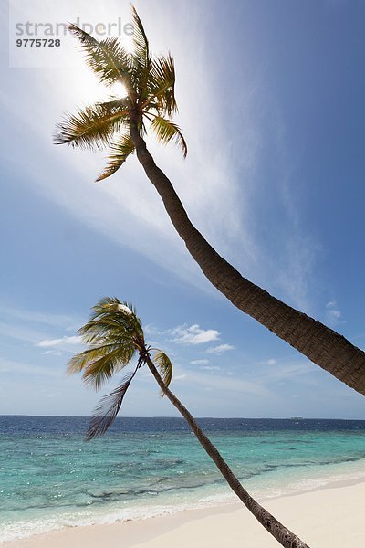 leer Strand Baum Silhouette Himmel Insel 2 Malediven Asien Atoll Indischer Ozean Indik