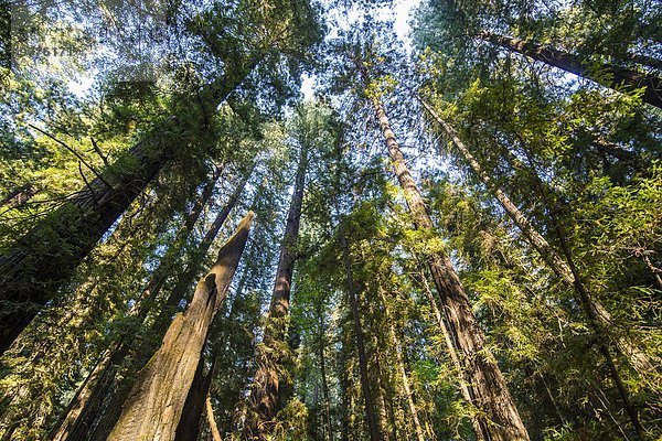 Vereinigte Staaten von Amerika USA Baum Baumkrone Kalifornien Sequoia Allee