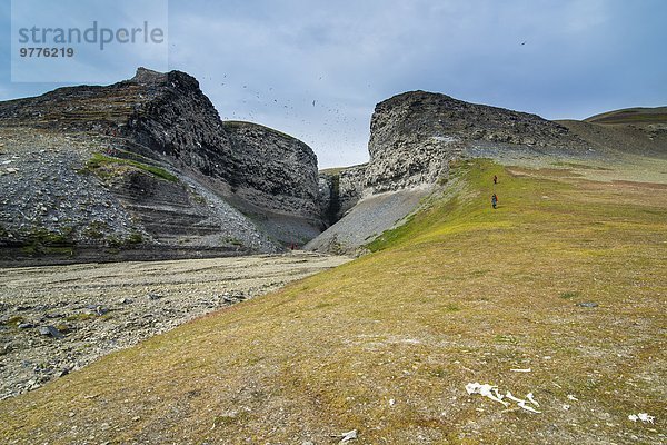 fliegen fliegt fliegend Flug Flüge Steilküste schwarz Norwegen Spitzbergen Arktis Svalbard