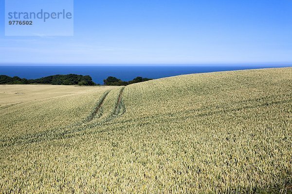 Europa Großbritannien Nutzpflanze reif Weizen Yorkshire and the Humber England Nordsee North Yorkshire Scarborough