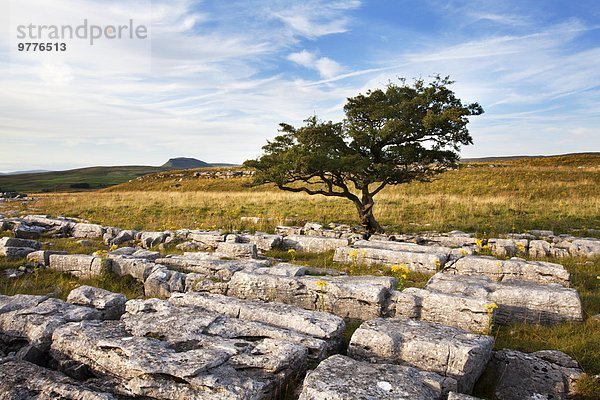 Stift Stifte Schreibstift Schreibstifte Europa Stein Baum Großbritannien Vorbereitung Yorkshire and the Humber Einsamkeit England