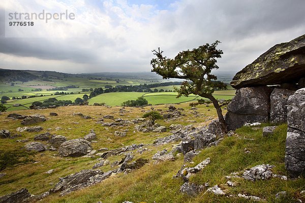 Europa Baum Großbritannien über Yorkshire and the Humber Einsamkeit Tal England