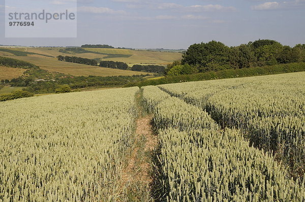 Europa Baum Großbritannien Hintergrund reif Weizen Weide Weideland England Wiltshire