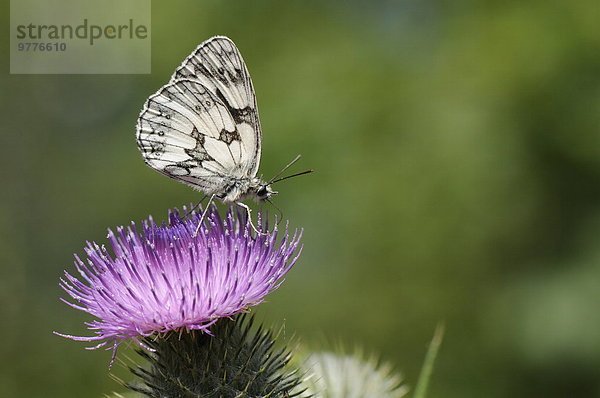 Europa weiß Schmetterling England Futter suchen Nahrungssuche Distel Wiltshire