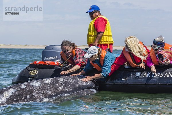 grau Begeisterung Nordamerika Mexiko beobachten Bucht Kalifornien Wal