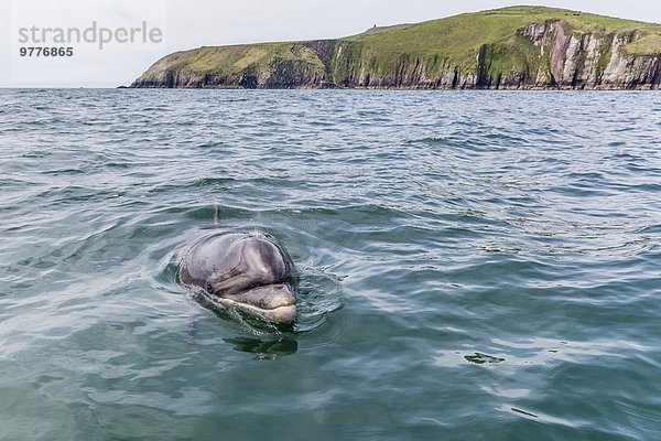 Delphin Delphinus delphis nahe Europa Liebe Name Kerry County Großer Tümmler Große Tursiops truncatus Erwachsener Dingle Dalbe Halbinsel