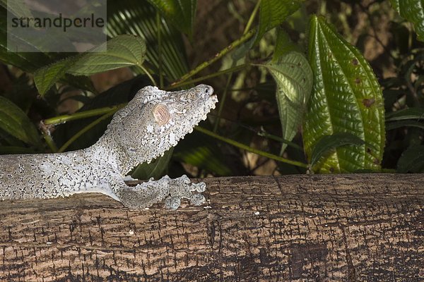 Pflanzenblatt Pflanzenblätter Blatt Schwanz Tierschwanz Afrika Gecko Madagaskar