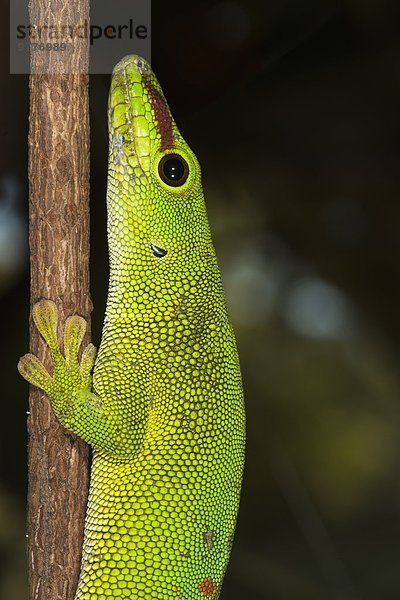 Tag Afrika Gecko Madagaskar