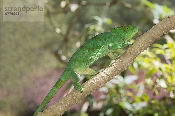 Chamäleon Chamaeleo chamaeleon Parsons Chamäleon Calumma parsonii Afrika Madagaskar