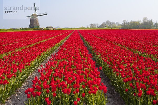 Europa Feld Tulpe Niederlande Windmühle