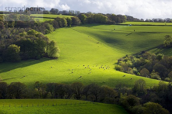 nahe Nationalpark rollen Europa Großbritannien Hügel Rind England Somerset