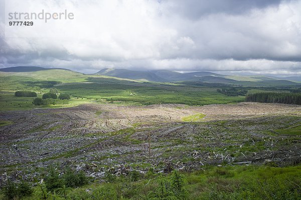 Europa Baum Großbritannien Wald immergrünes Gehölz Kiefer Pinus sylvestris Kiefern Föhren Pinie Holz Plantage Streifen Forstwirtschaft