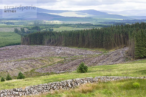 Europa Baum Großbritannien Wald immergrünes Gehölz Kiefer Pinus sylvestris Kiefern Föhren Pinie Holz Plantage Streifen Forstwirtschaft