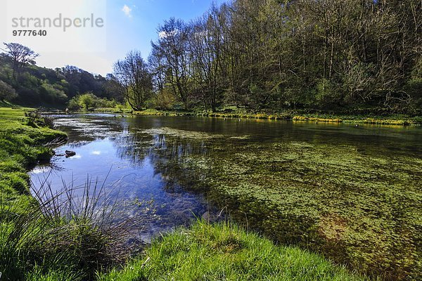 Europa Großbritannien Fluss Unkraut Seegras Sumpf Ringelblume Calendula officinalis Tal Derbyshire England Peak District National Park