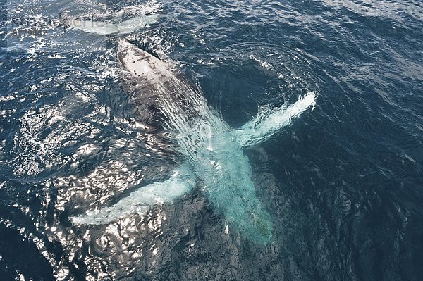 Pazifischer Ozean Pazifik Stiller Ozean Großer Ozean Australien Queensland Wal