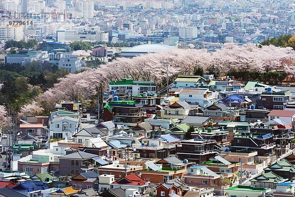Kirsche Blüte Festival Asien Südkorea