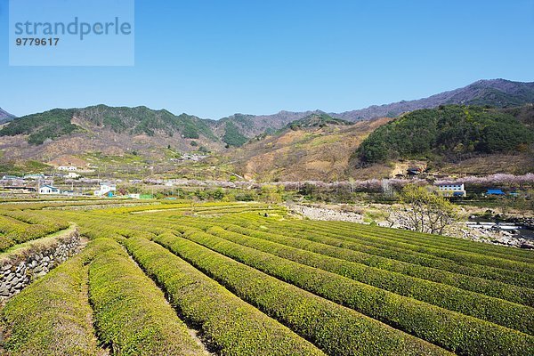 Blüte Plantage Asien Südkorea Tee