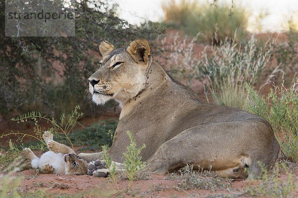 Südliches Afrika Südafrika Raubkatze klein Afrika junges Raubtier junge Raubtiere Löwe - Sternzeichen Löwin