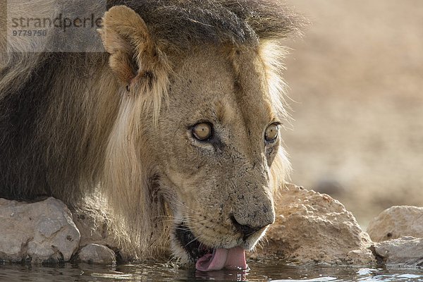 Südliches Afrika Südafrika Raubkatze Löwe Panthera leo trinken Afrika Löwe - Sternzeichen