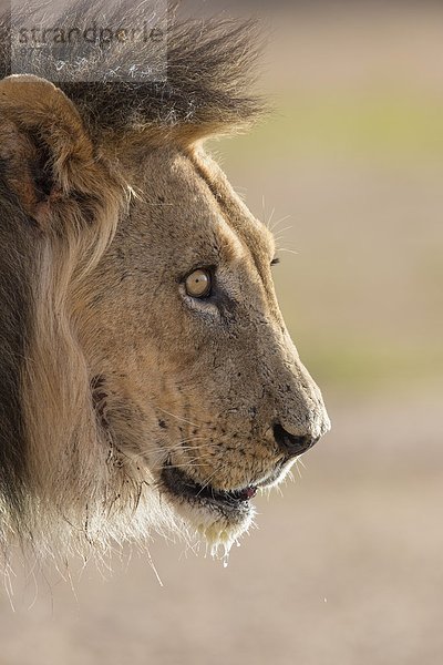 Südliches Afrika Südafrika Afrika