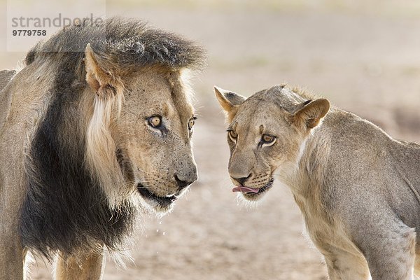 Südliches Afrika Südafrika Raubkatze Stolz Erwachsener Afrika Löwe - Sternzeichen