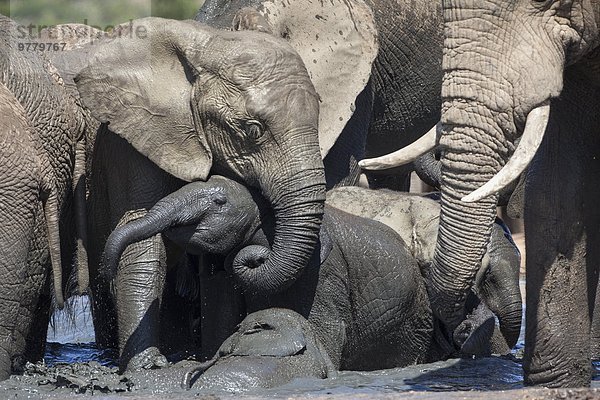 Südliches Afrika Südafrika Elefant Afrika spielen Wasserstelle