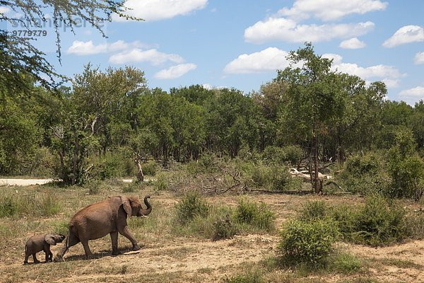 Südliches Afrika Südafrika Wasser Elefant Kopfball Afrika