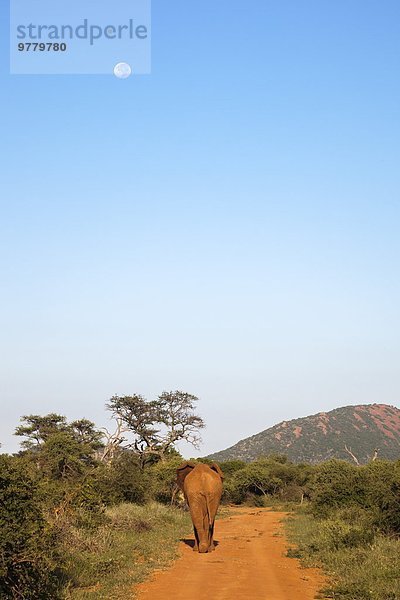 Südliches Afrika Südafrika Bulle Stier Stiere Bullen gehen Elefant Afrika