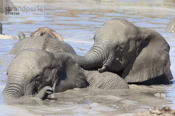 Südliches Afrika Südafrika Wasser Elefant Afrika spielen