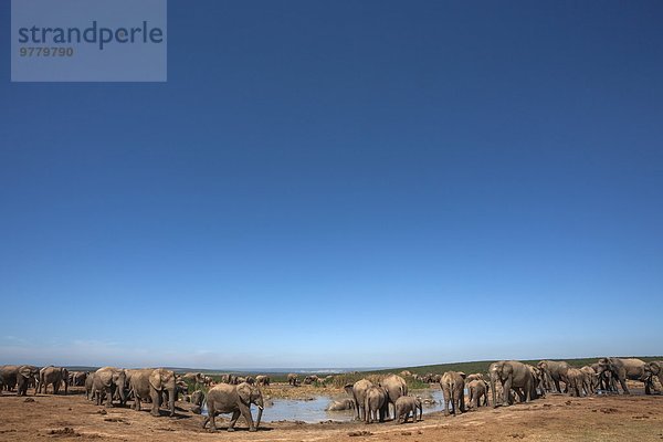 Südliches Afrika Südafrika Wasser Elefant Afrika
