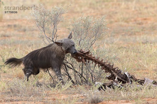 Südliches Afrika Südafrika Löwe Panthera leo töten Aasfresser Afrika braun Hyäne Northern Cape Nordkap