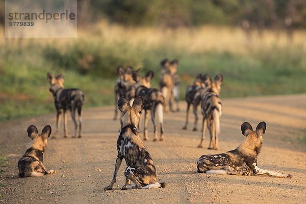Südliches Afrika Südafrika Wildhund Afrika