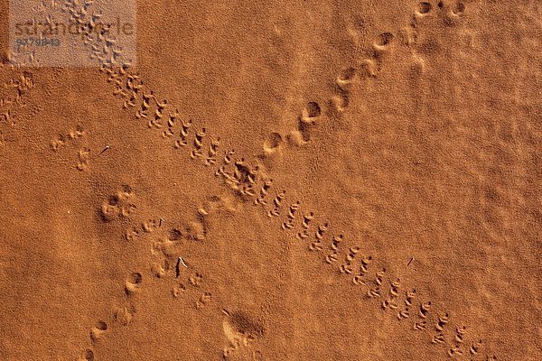 klein Tier Sand Namibia Afrika