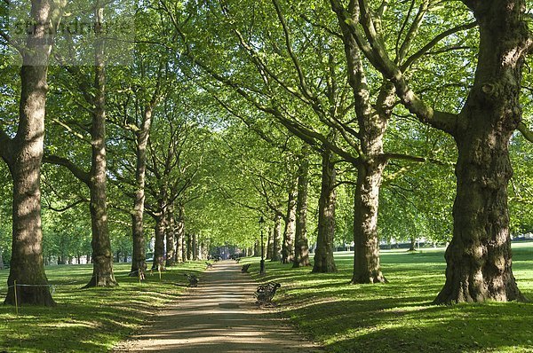 Avenue von Bäumen in Green Park  London  England  Großbritannien  Europa