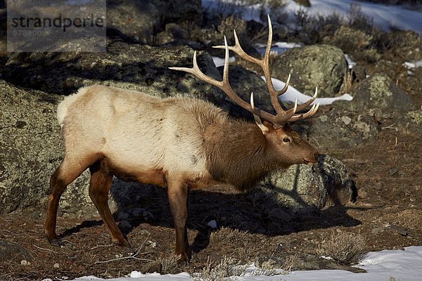 Elch Alces alces Bulle Stier Stiere Bullen Amerika Nordamerika Verbindung UNESCO-Welterbe Yellowstone Nationalpark Wyoming