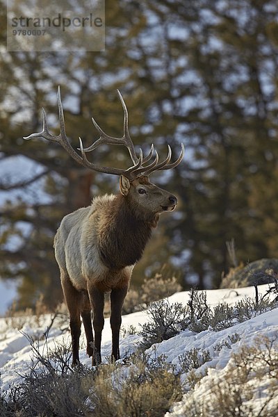 Elch Alces alces Bulle Stier Stiere Bullen Amerika Nordamerika Verbindung UNESCO-Welterbe Yellowstone Nationalpark Schnee Wyoming