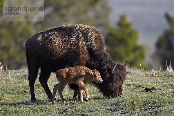 Hausrind Hausrinder Kuh Amerika Nordamerika Verbindung UNESCO-Welterbe Yellowstone Nationalpark Bison Kalb Wyoming