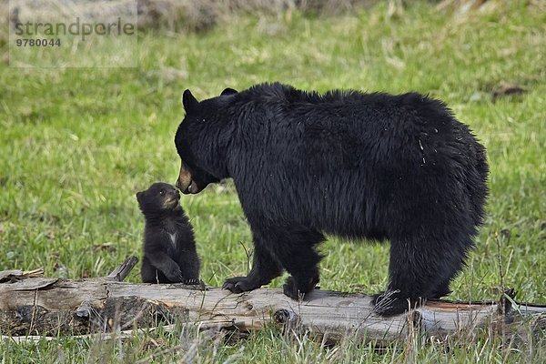 Schwarzbär Ursus americanus Sau Amerika Nordamerika Verbindung Yellowstone Nationalpark junges Raubtier junge Raubtiere Wyoming Jahr
