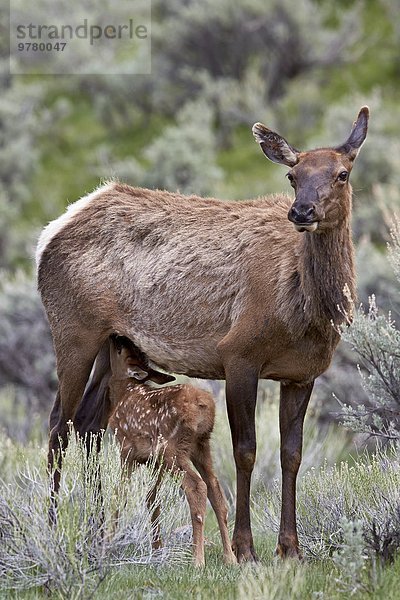 Elch Alces alces Amerika Nordamerika Verbindung Sorge Yellowstone Nationalpark Kalb Wyoming