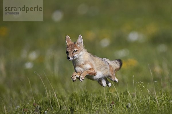 springen Geschwindigkeit Amerika Nordamerika Verbindung Pawnee National Grassland Colorado Fuchs