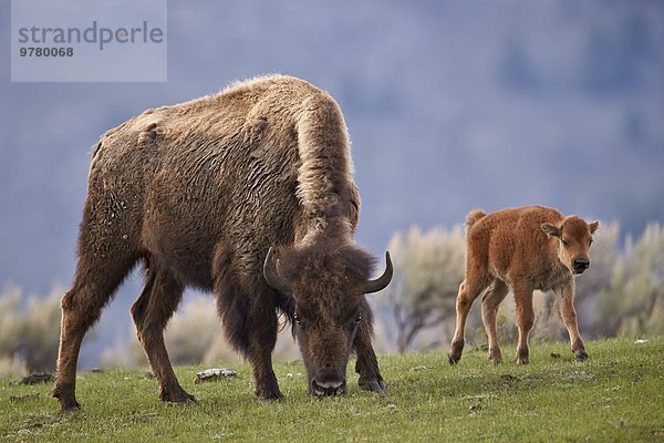 Hausrind Hausrinder Kuh Amerika Nordamerika Verbindung UNESCO-Welterbe Yellowstone Nationalpark Bison Kalb Wyoming