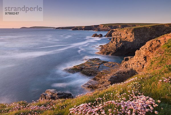 Europa sehen Blume Großbritannien Steilküste pink Cornwall England