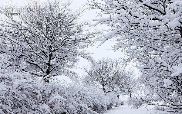 Europa Winter bedecken Baum Großbritannien England Schnee Somerset