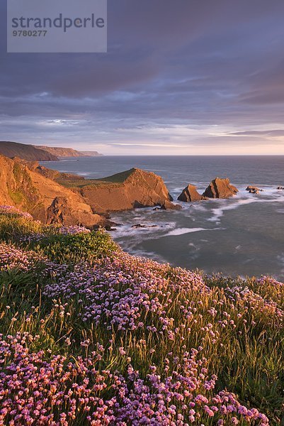 Europa sehen Blume Großbritannien über Steilküste Kai pink zeigen Devon England