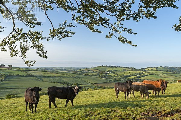 rollen Europa Schönheit Ländliches Motiv ländliche Motive Großbritannien Rind Devon England grasen