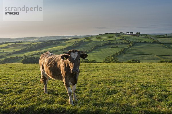 Hausrind Hausrinder Kuh rollen Europa Schönheit Ländliches Motiv ländliche Motive Großbritannien Devon England grasen