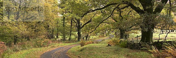 Biegung Biegungen Kurve Kurven gewölbt Bogen gebogen Landstraße Europa Baum Großbritannien England Lake District