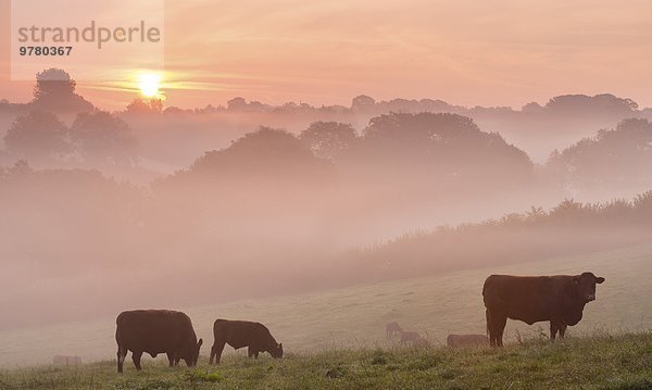 Europa Ländliches Motiv ländliche Motive Morgen Großbritannien Dunst Morgendämmerung Rind Herbst rot Rubin Devon England grasen