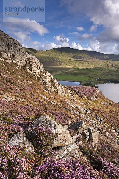 Europa Großbritannien über Herbst Heidekraut Erica herbacea Erica carnea Calluna vulgaris Berglandschaft bedecken Wales