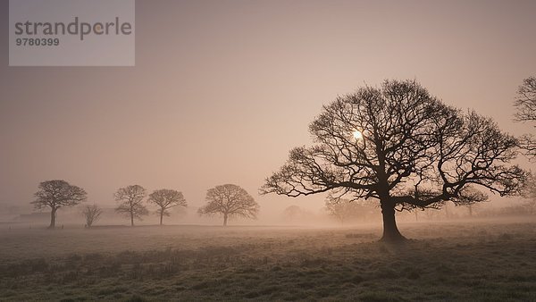 Europa Winter Baum Großbritannien Sonnenaufgang Nebel Devon England